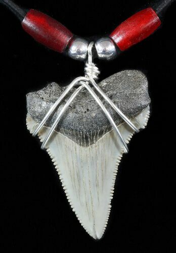 Fossil Angustiden Tooth Necklace - Megalodon Ancestor #47545